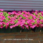 Calibrachoa 'CONGA Rose' - 