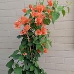 Bougainvillea x buttiana 'Orange King' - 