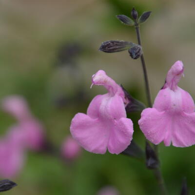 Salvia 'No Shame' - 