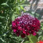 Scabiosa atropurpurea 'Summer Berries' - 