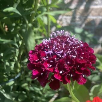 Scabiosa atropurpurea 'Summer Berries'