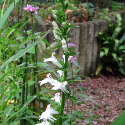 Lobelia siphilitica 'Alba' - Lobelia siphilitica 'Alba'