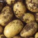 Solanum tuberosum 'Emanuelle' - 