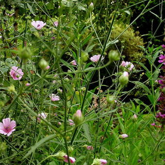 Althaea cannabina