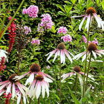 Echinacea 'Pretty Parasol' - Echinacea 'Pretty Parasol'