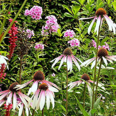 Echinacea 'Pretty Parasol'