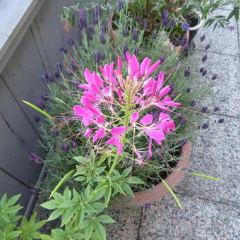 Cleome hassleriana 'Rose Queen'