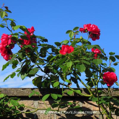 Rosa 'Paul's Scarlet Climber' - 