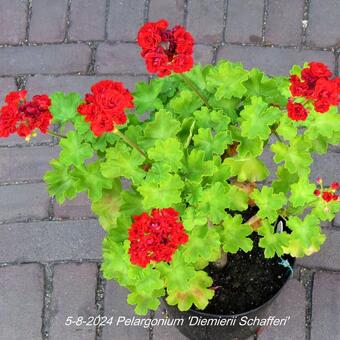 Pelargonium 'Diemierii Schafferi'