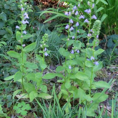 Lobelia siphilitica - Lobelia siphilitica