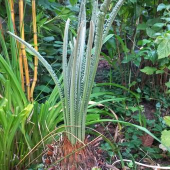 Cycas revoluta