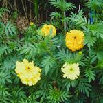 Tagetes 'Sierra' - 