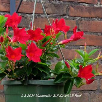 Mandevilla 'SUNDAVILLE Red'