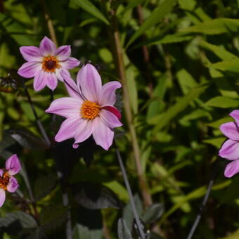 Dahlia 'Bishop of Leicester'