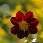 Cosmos x Dahlia 'Mexican Star' - 