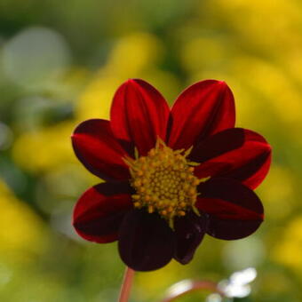 Cosmos x Dahlia 'Mexican Star'