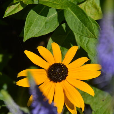 Rudbeckia fulgida var. sullivantii 'Goldsturm'