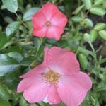 Rosa canina - ROSA (O) CANINA - Rosa canina