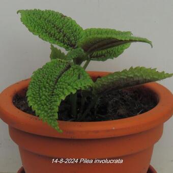 Pilea involucrata