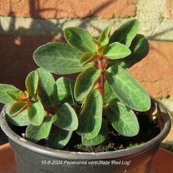 Peperomia verticillata 'Red Log'