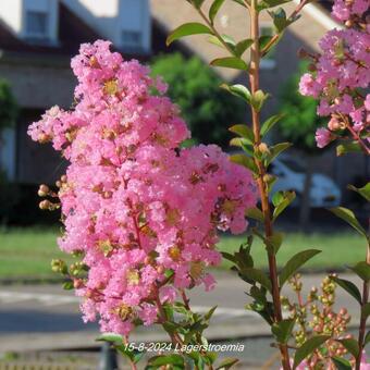 Lagerstroemia