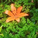 Lilium bulbiferum subsp. croceum - Lis à bulbilles