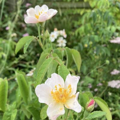 Rosa 'Kathleen' - 