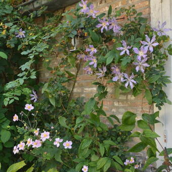 Clematis 'East River'