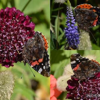 Scabiosa atropurpurea 'Summer Berries'