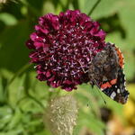 Scabiosa atropurpurea 'Summer Berries' - 