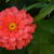 Zinnia