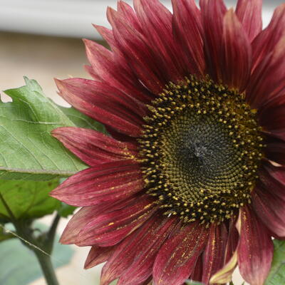 Helianthus annuus 'Evening Sun' - 