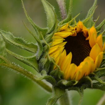 Helianthus annuus