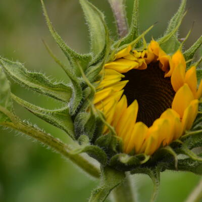 Helianthus annuus - 