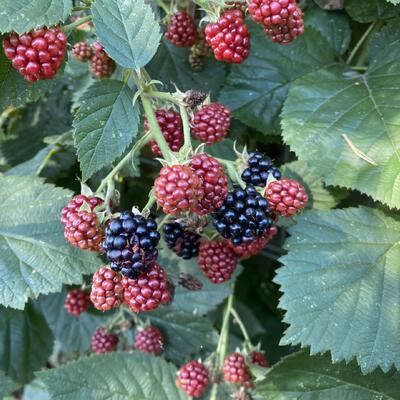 Rubus fruticosus 'Chester Thornless' - Rubus fruticosus 'Chester Thornless'