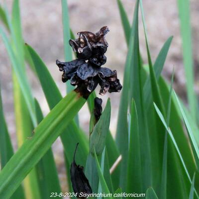 BERMUDIENNE DE CALIFORNIE, SISYRINQUE DE CALIFORNIE - Sisyrinchium californicum