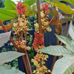 Ricinus communis 'New Zealand Purple' - 