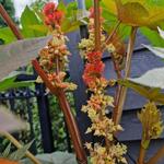 Ricinus communis 'New Zealand Purple' - 