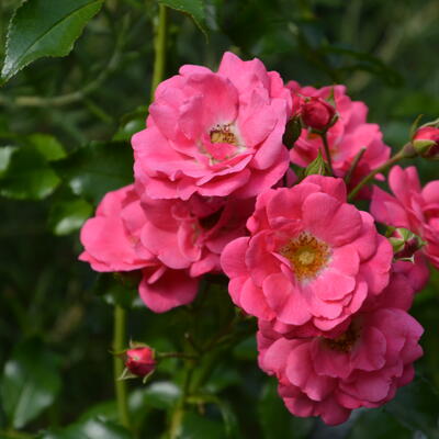 Rosa 'Heidetraum' - 