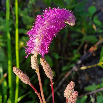 Sanguisorba hakusanensis 'Lilac Squirrel' - Sanguisorba hakusanensis 'Lilac Squirrel'