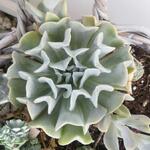 Echeveria runyonii 'Topsy Turvy' - 