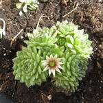 Sempervivum grandiflorum - Sempervivum grandiflorum