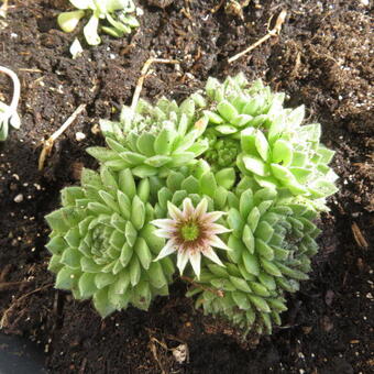 Sempervivum grandiflorum