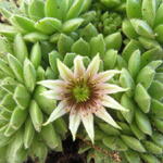 Sempervivum grandiflorum - Sempervivum grandiflorum