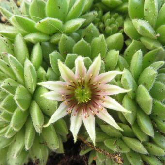 Sempervivum grandiflorum