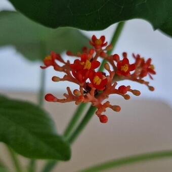 Jatropha podagrica