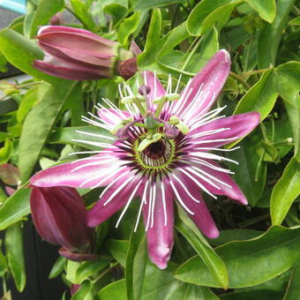 Passiflora caerulea 'Purple Haze'