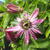 Passiflora caerulea 'Purple Haze'