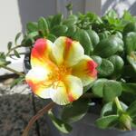 Portulaca umbraticola Kunth - 