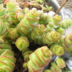 Crassula marnieriana 'Hottentot' - 